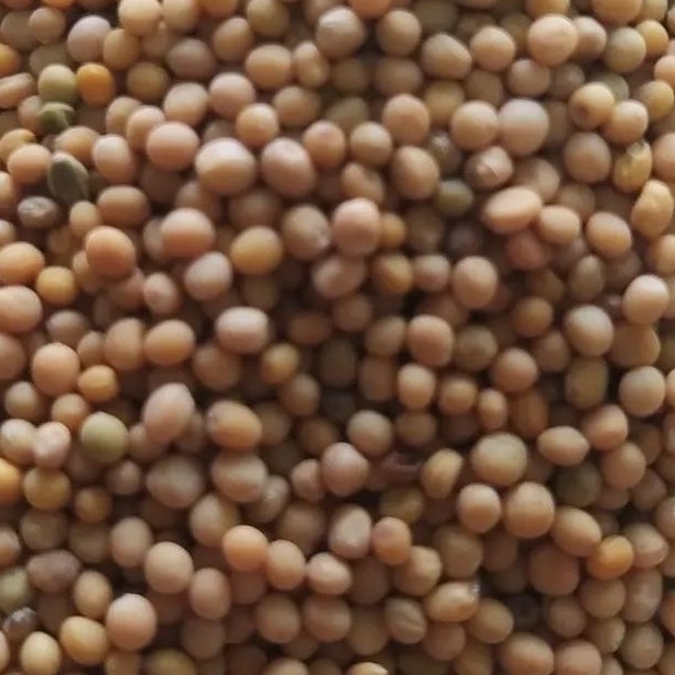 دانه خردل اعلا 150 گرم 