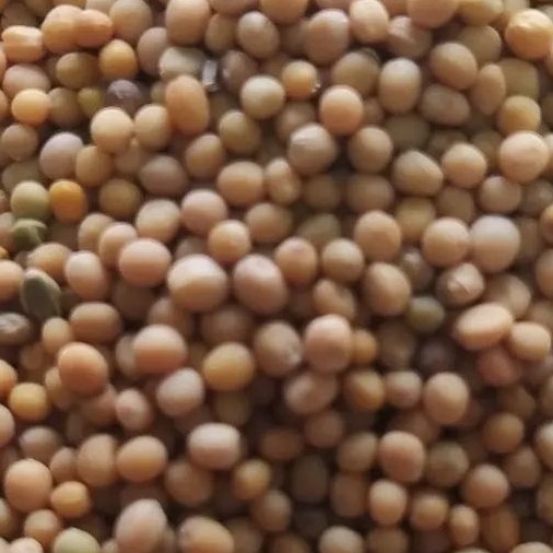 دانه خردل اعلا 200 گرم 