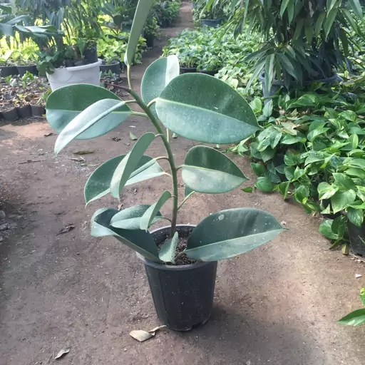 فیکوس الاستیکا (ficus elastica)