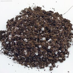 خاک مخصوص بنفشه افریقایی ترکیب پیتماس و پرلیت 