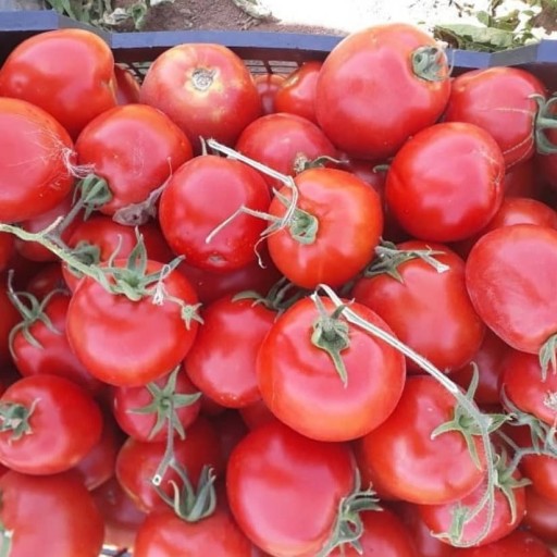 رب گوجه فرنگی خانگی درسا با وزن 2 کیلوگرم
