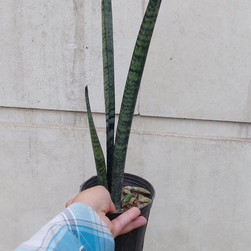 گیاه آپارتمانی سانسوریای پایه بلند سبز سایز کوچک(sansevieria plant)