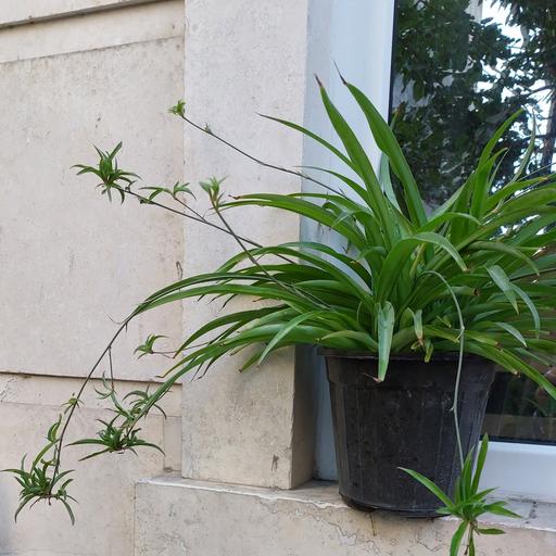 گیاه گندمی سبز سایز بزرگ (spiderplant)