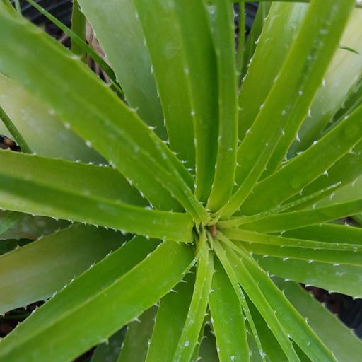 گیاه آپارتمانی هچتیا (آگاو لیندا) سایز بزرگ(agave plant)