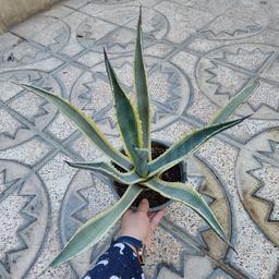 کاکتوس آگاو امریکانو سایز کوچک (agave americana)