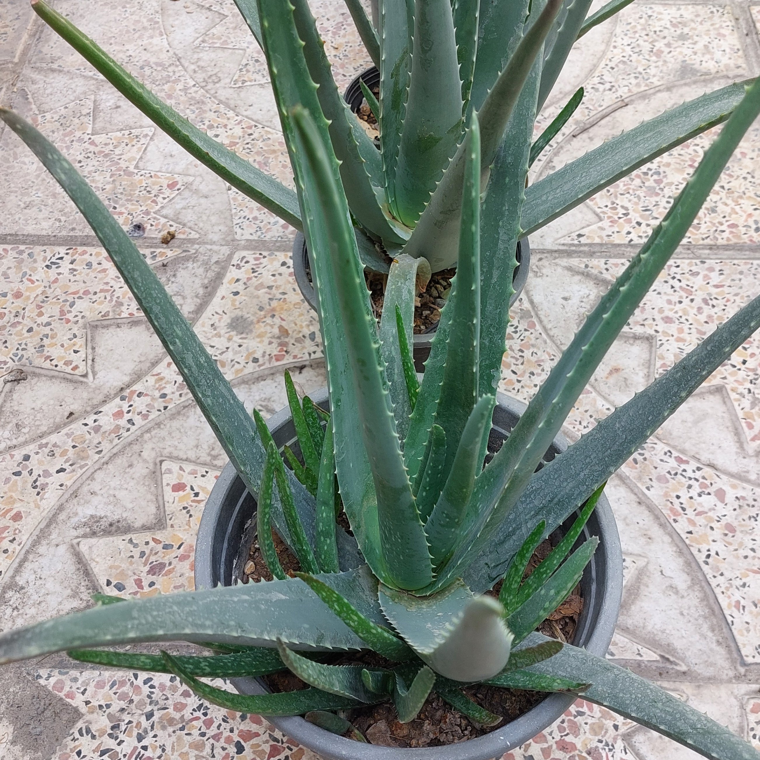 گیاه آلوئورا سایز بزرگ(مولد،مادر،aloevera)