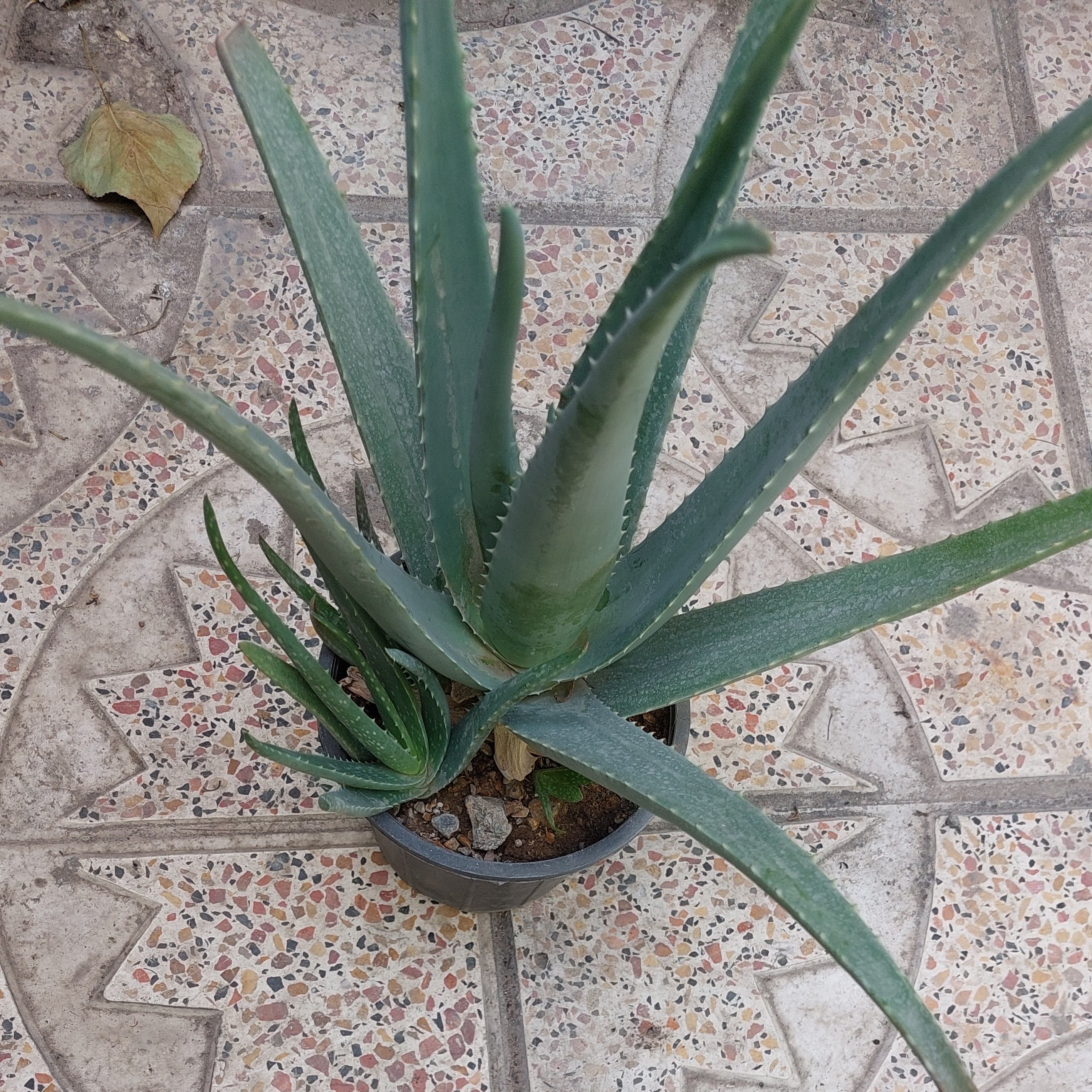 گیاه آلوئورا سایز بزرگ(مولد،مادر،aloevera)