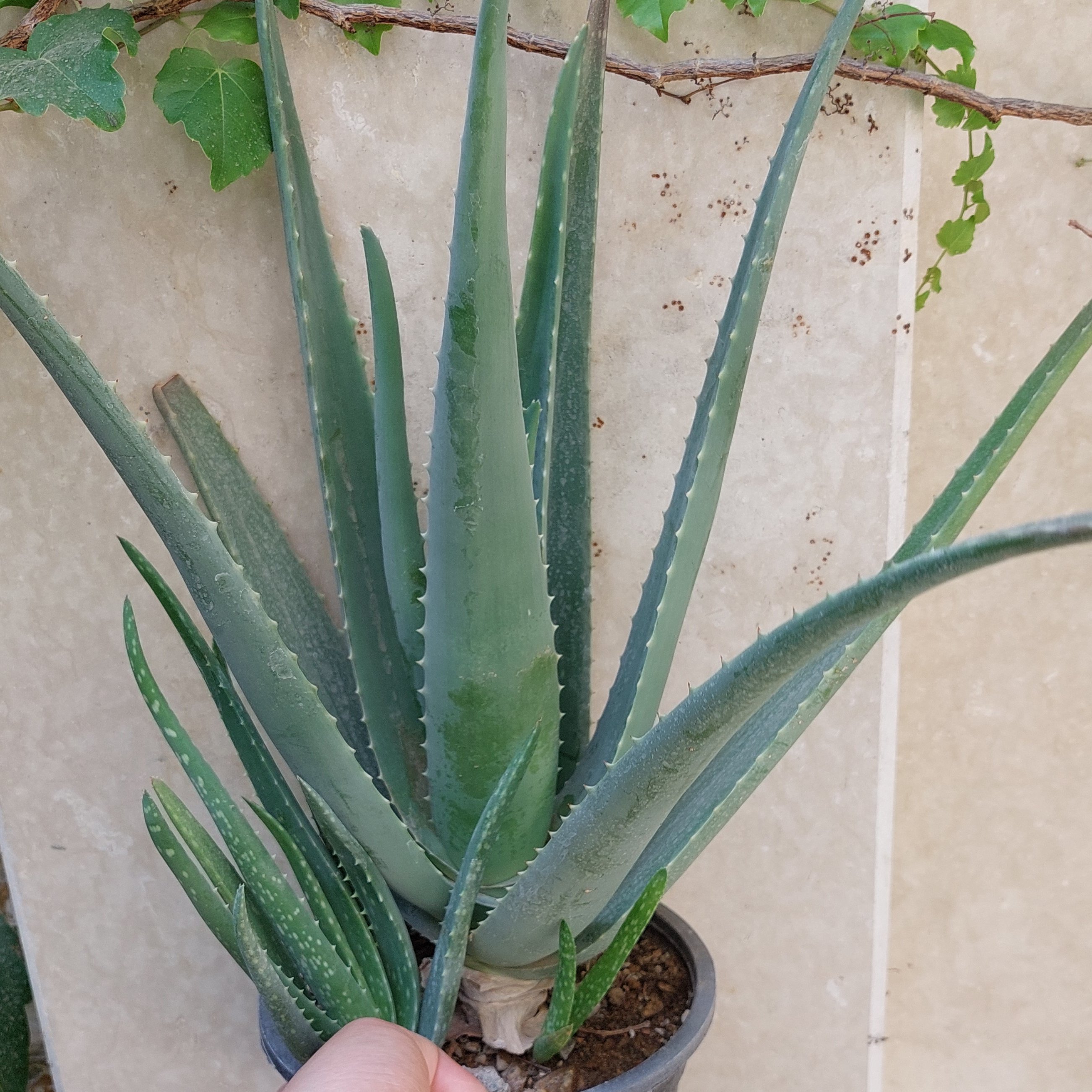 گیاه آلوئورا سایز بزرگ(مولد،مادر،aloevera)