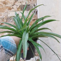 گیاه گندمی سبز سایز متوسط(spiderplant)
