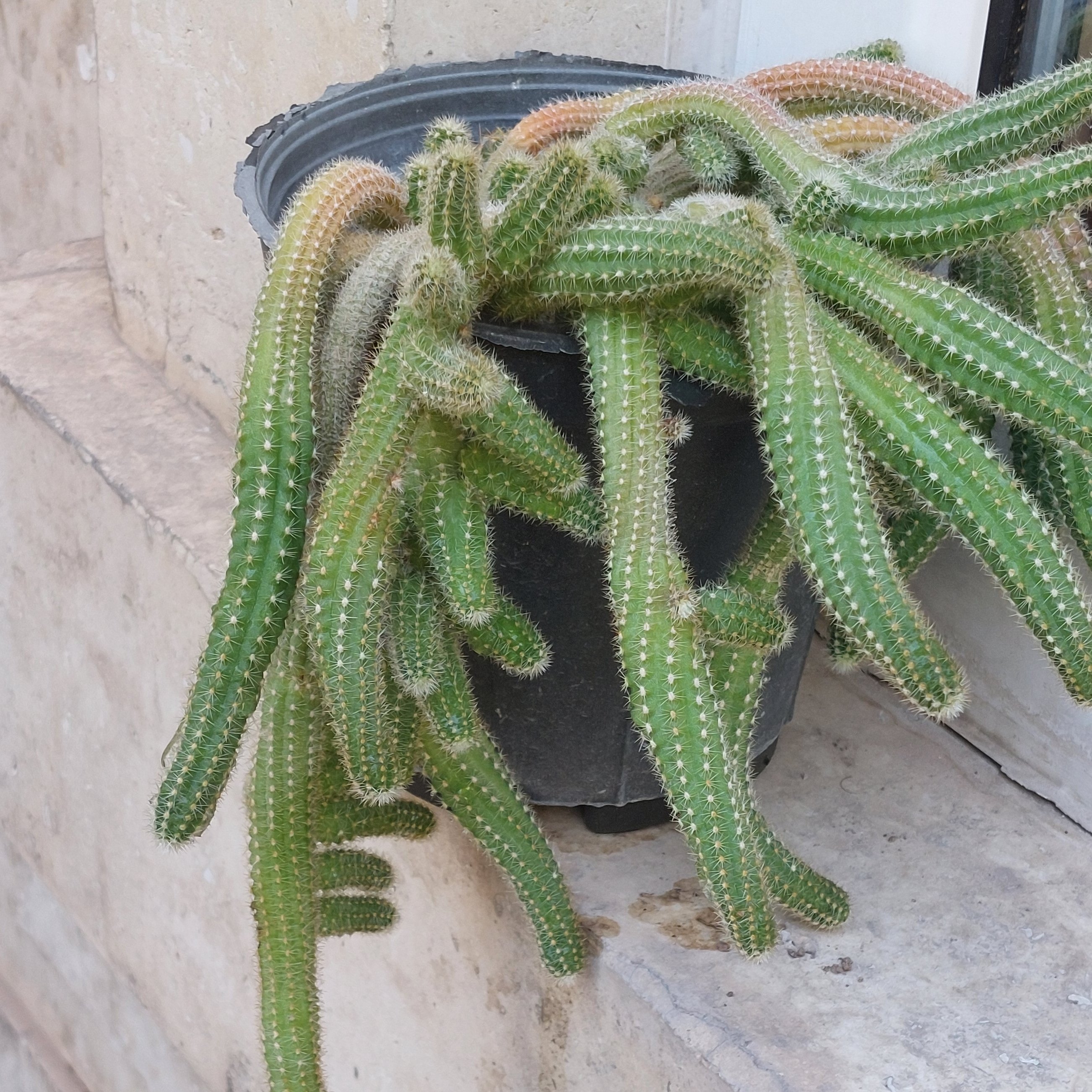 کاکتوس ماری سایز متوسط