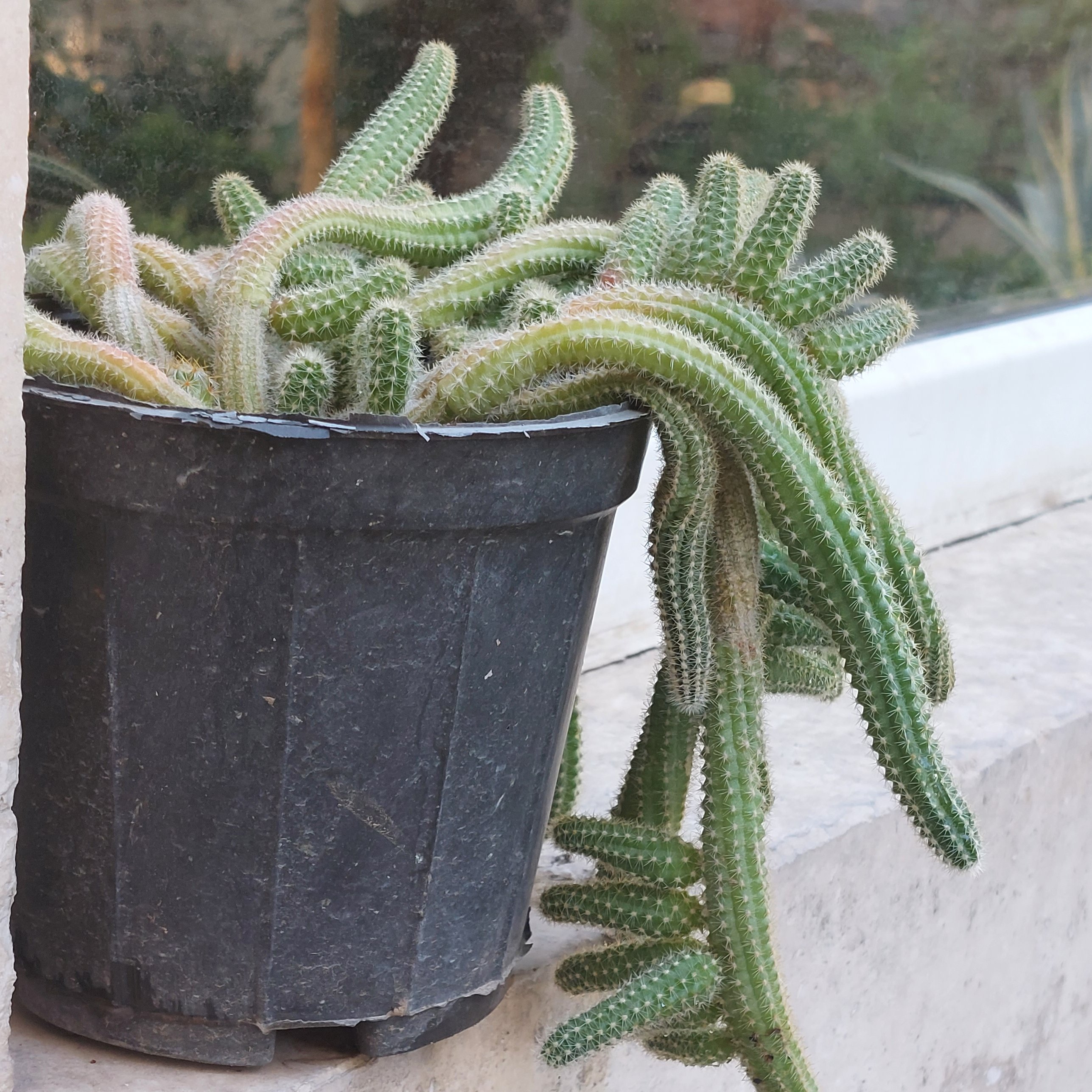 کاکتوس ماری سایز متوسط