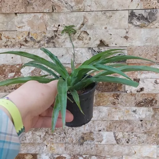 گیاه گندمی سبز سایز کوچک(spiderplant)