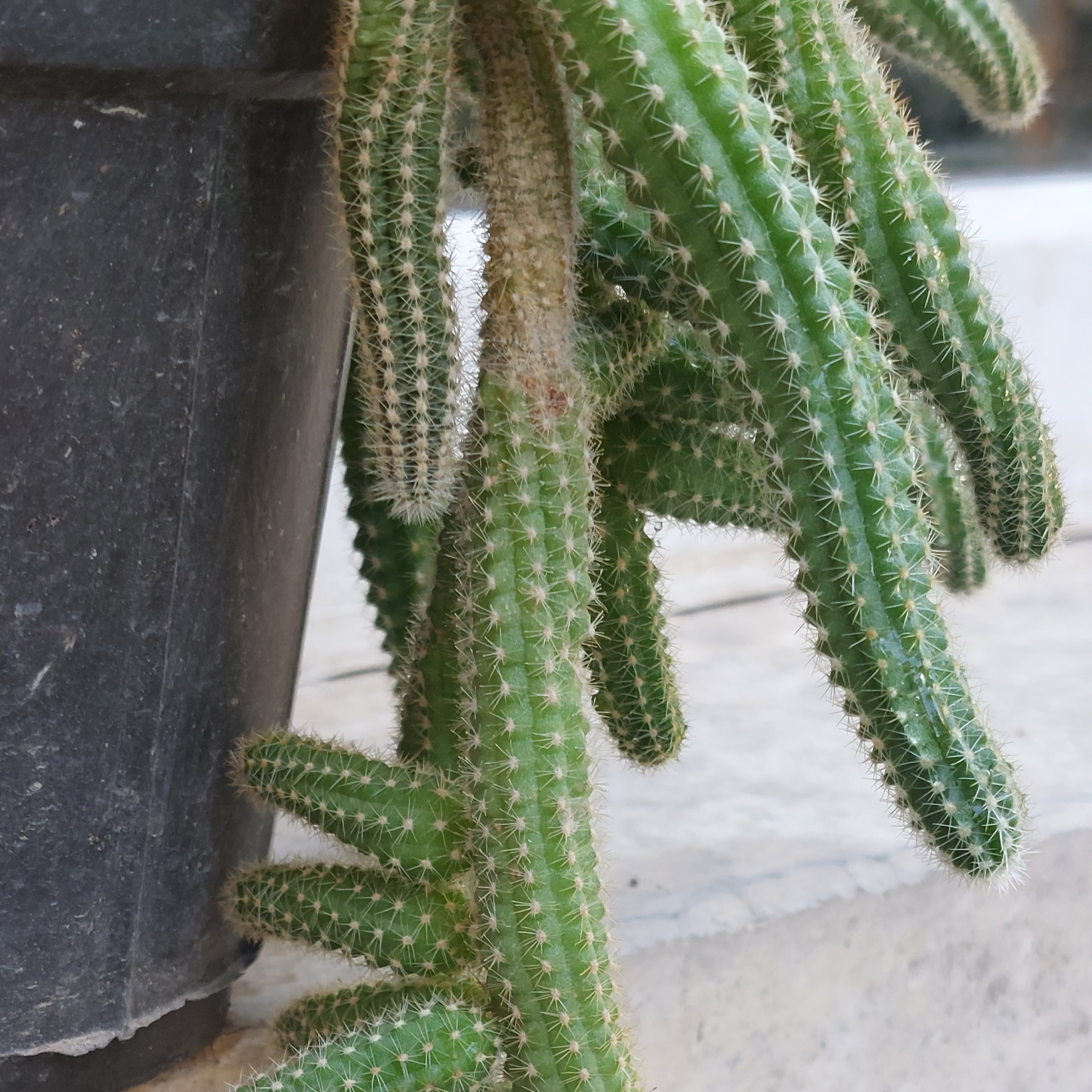 کاکتوس ماری سایز متوسط