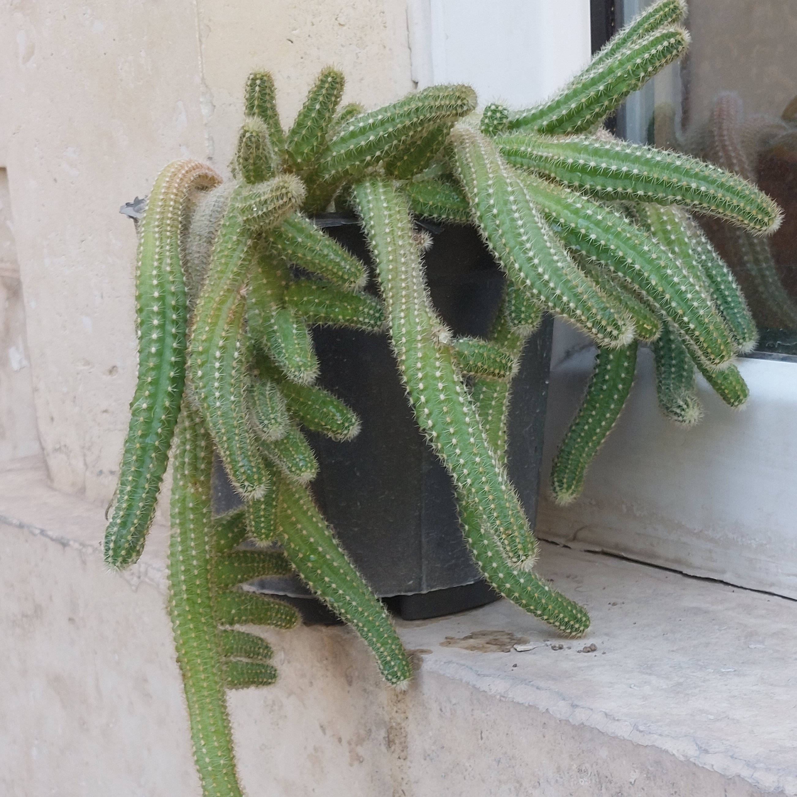 کاکتوس ماری سایز متوسط