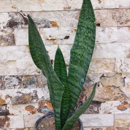 گیاه اپارتمانی سانسوریای کراواتی سایز بزرگ(sansevieria plant)