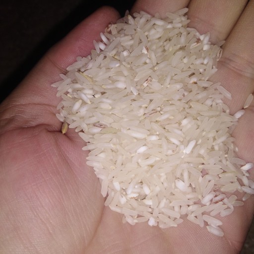 برنج فجر چرام