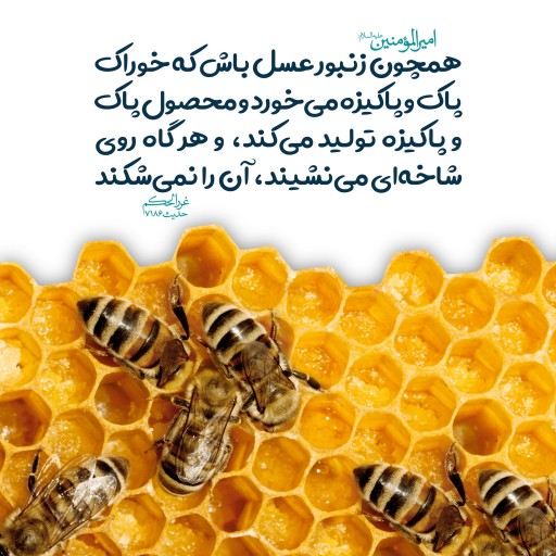 عسل مسافرتی سبلان اردبیل(هر شاسه دو نفره برابر با 100 گرم عسل)مجموعا 1000گرم عسل