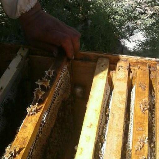 عسل چهل گیاه طبیعی تدین 900 گرمی ( مستقیم از زنبوردار)