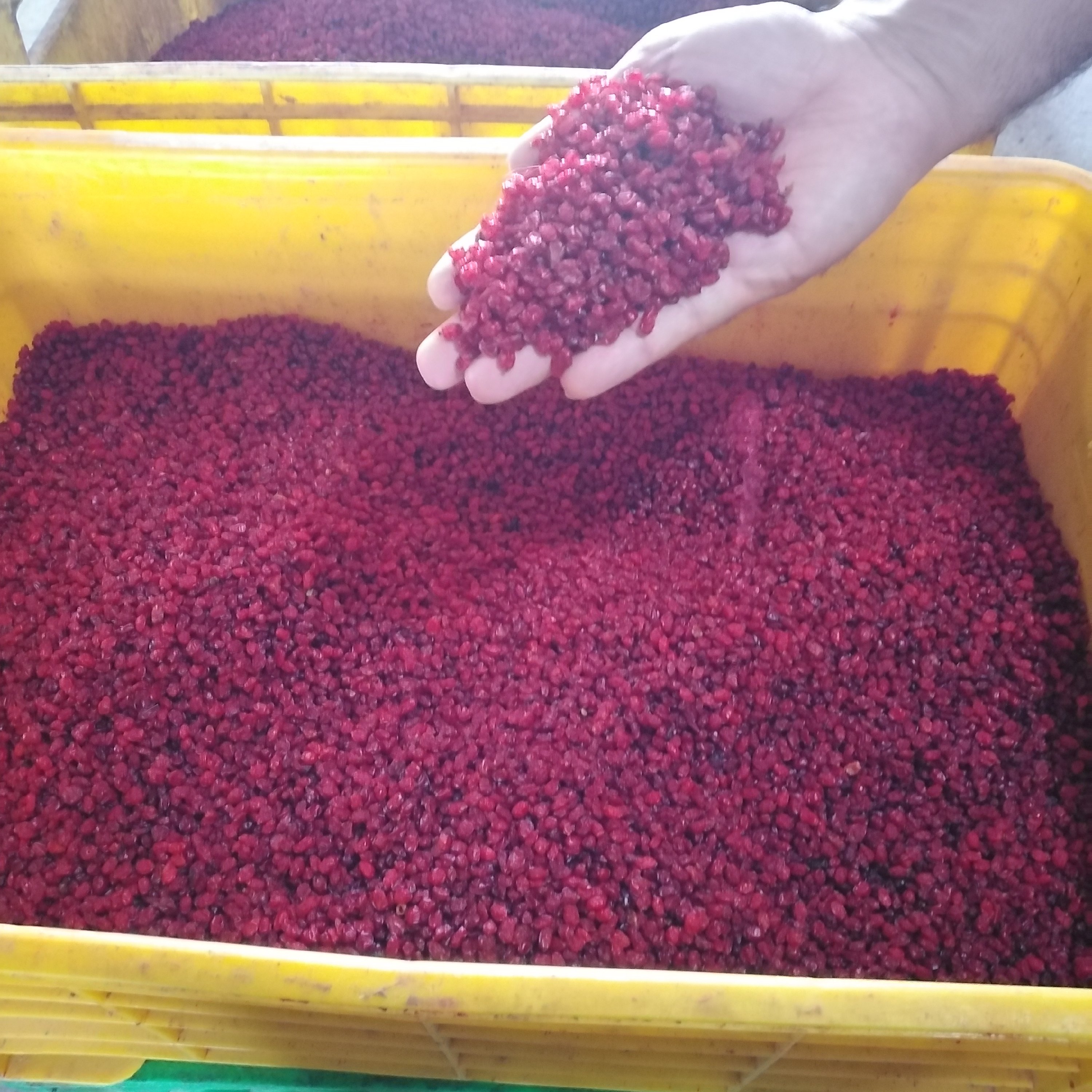 زرشک اناری درجه یک  قائنات 