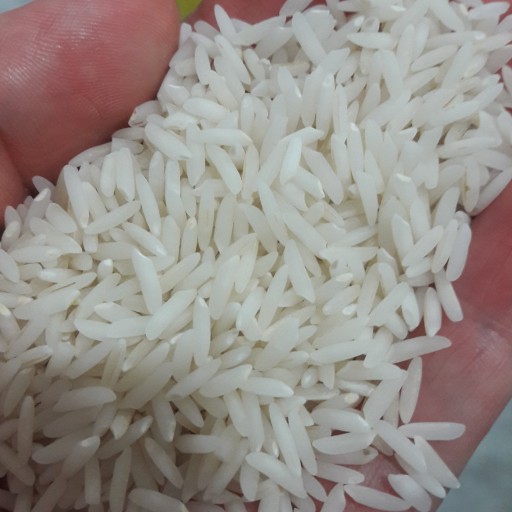 محصول جدید: برنج بدون سم و کود شیمیایی مازند مزرعه( دو و نیم کیلو)