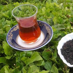 چای لاهیجان چای سیاه ایرانی  بسته بندی نیم کیلویی  معطر وخوش رنگ و آرامبخش