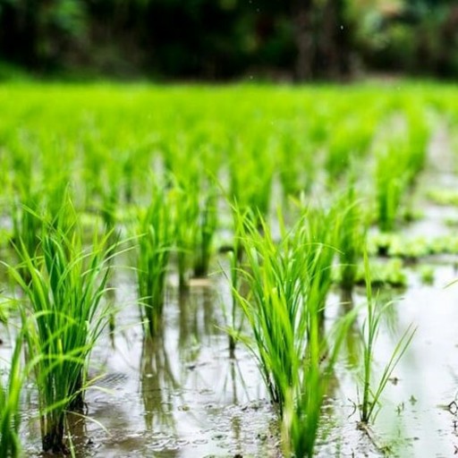 برنج طارم هاشمی 10 کیلویی  1401صد درصد خالص از مزارع سیاه دشت محمودآباد