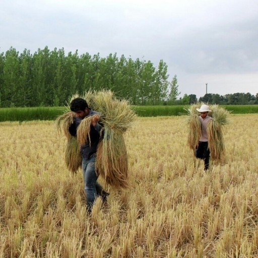 برنج طارم هاشمی 20 کیلویی خوش عطر خالص با کمترین سموم کشاورزی