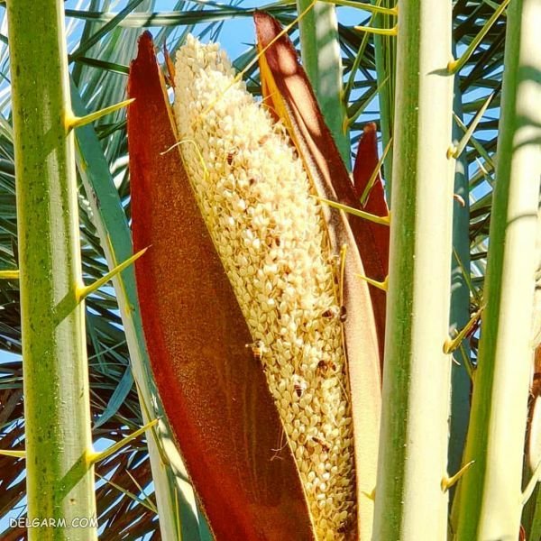 عرق طارونه