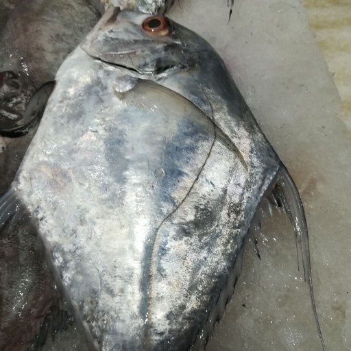 ماهی مقوا قاضی (گیش) پرطرفدار ترین ماهی در بندرعباس