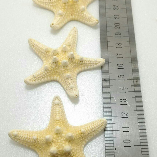 ستاره دریایی در اندازه کوچک