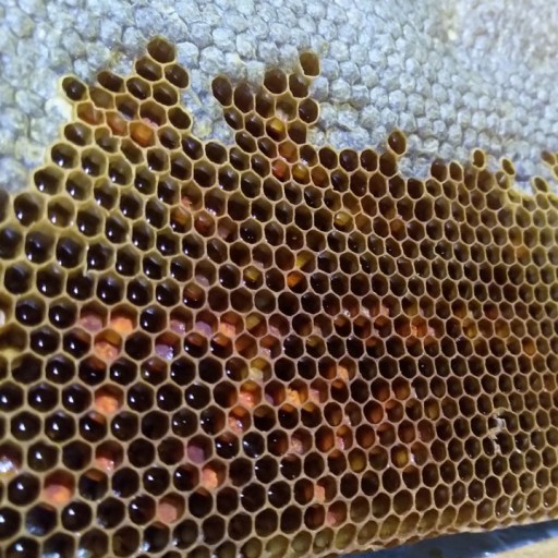 عسل طبیعی گرده دار گیاهان طبی کوهستان ارسباران (1کیلوگرمی)