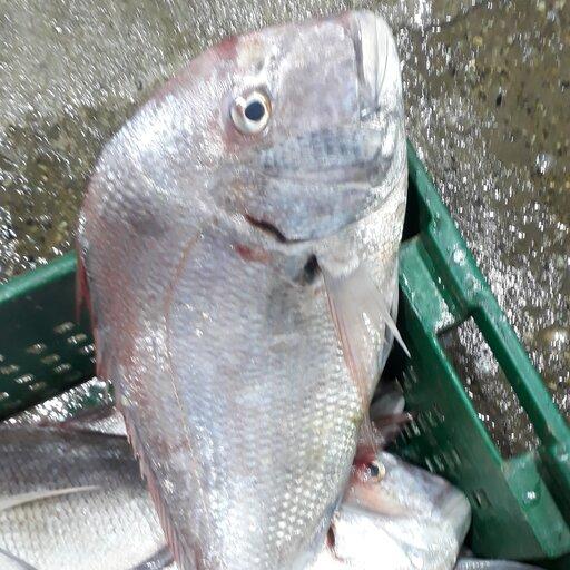 ماهی شانک(ارسالدرایگان)حداقل مقدار ارسال رایگان 5 کیلو گرم.
حداقل سفارش محصول 3 کیلو.