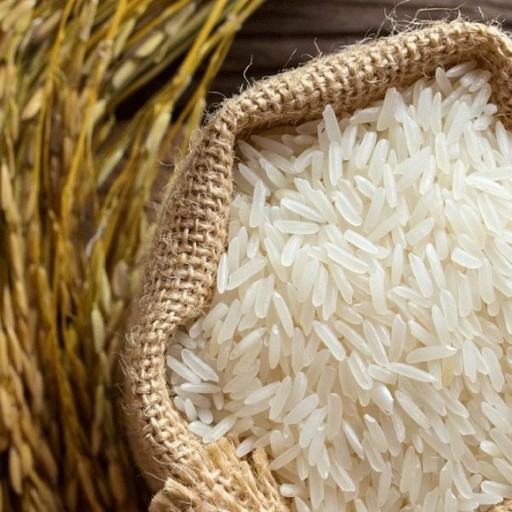 برنج طارم ارگانیک کشت دوم