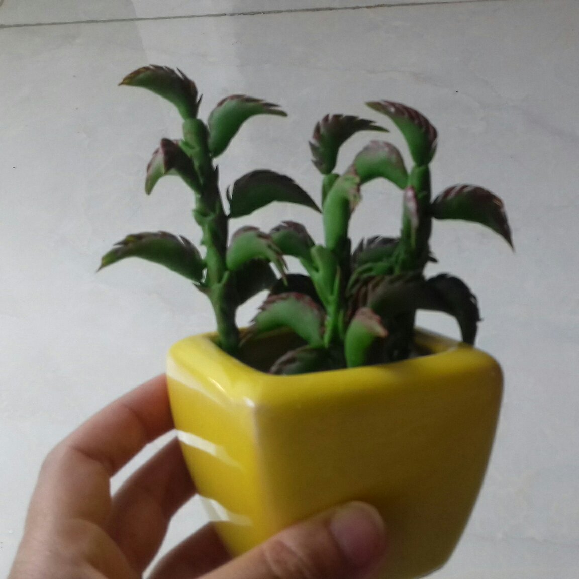 گلدان کاکتوس 3