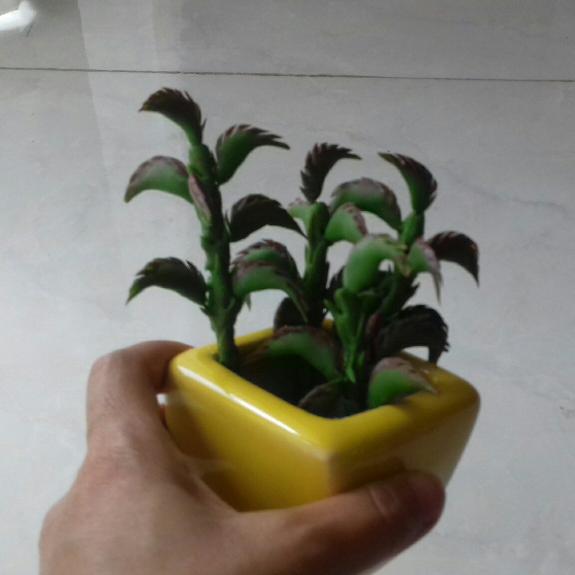 گلدان کاکتوس 3