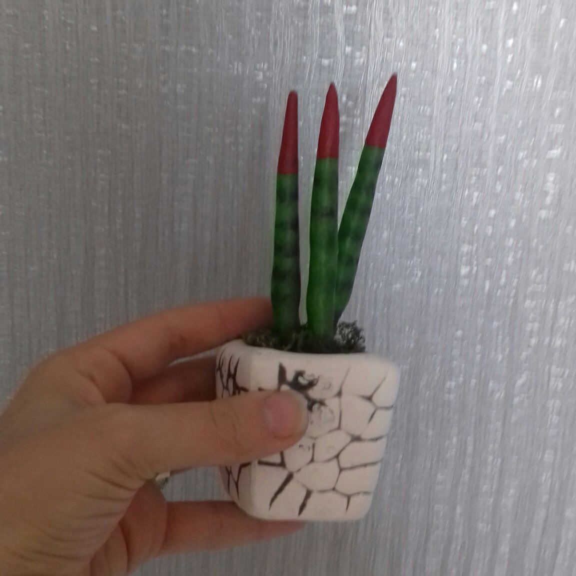 گلدان سانسوریا کاکتوس 16
