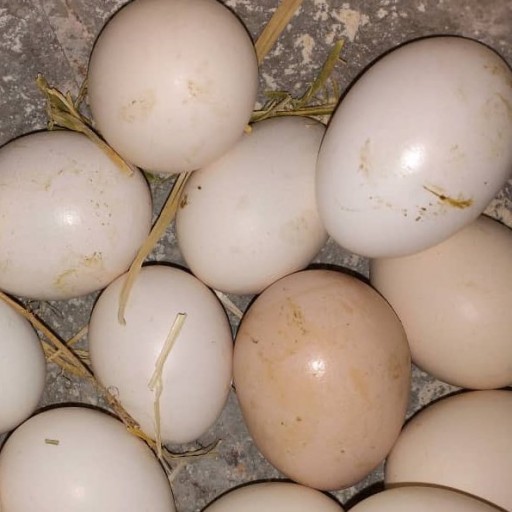 تخم مرغ بومی 60 عددی (توزیع در قم)