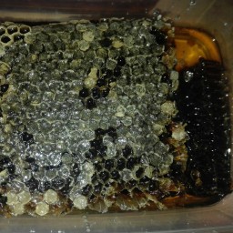 عسل زولا با موم سیاه ، ارگانیک و تضمینی با ساکارز زیر 1