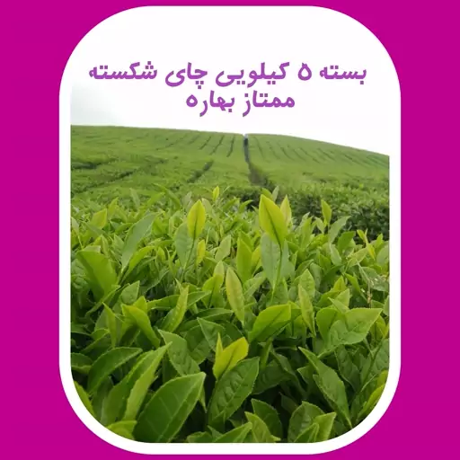 چای شکسته ممتاز بهاره 1402  قیصر (5 کیلو )