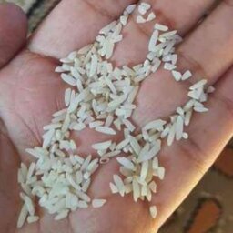 برنج سر لاشه طارم هاشمی عطری درجه یک امساله در کیسه های (5 کیلو گرمی)