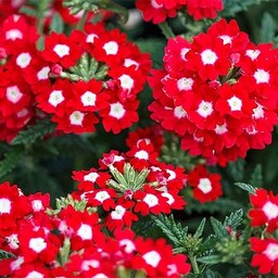 بذر گل شاهپسند قرمز معطر فوق پرگل ایتالیایی بسته 30 عددی