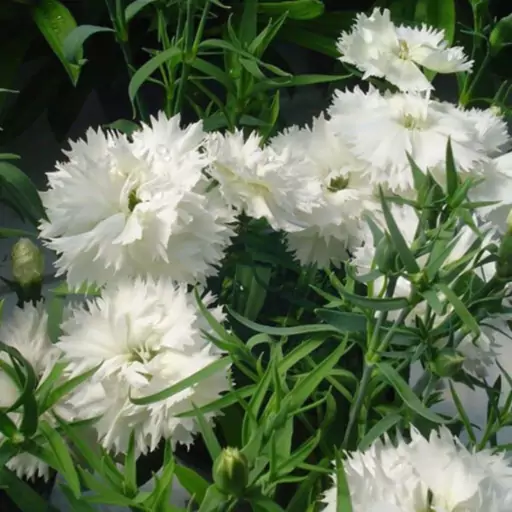 بذر قرنفل سفید Dianthus diana هیبرید پاکوتاه گلدانی بسته 10 عددی