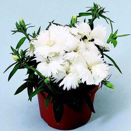 بذر قرنفل سفید Dianthus diana هیبرید پاکوتاه گلدانی بسته 10 عددی