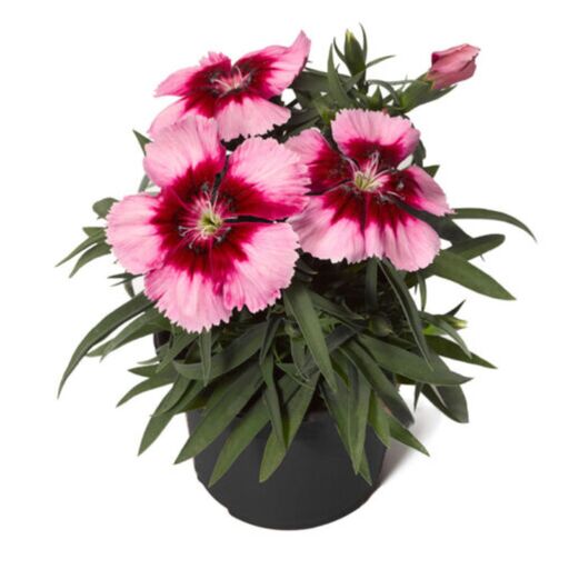بذر قرنفل صورتی Dianthus diana هیبرید پاکوتاه گلدانی بسته 10 عددی