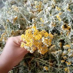 گیاه و گل زرد بومادران تازه بهاره استان کردستان 50 گرمی