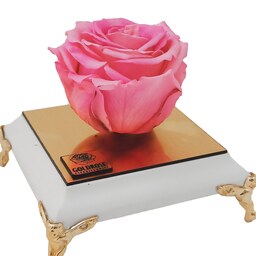 گل رز جاودان صورتی معطر  همراه با باکس  پایه سفید 