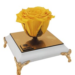 گل رز جاودان زرد معطر  همراه با باکس  پایه سفید 