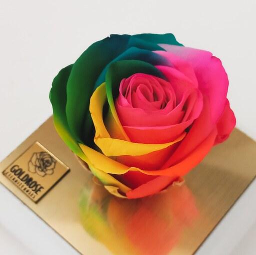 گل رز جاودان هفت رنگ معطر  همراه با باکس  پایه سفید و جعبه کادویی