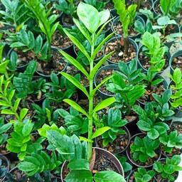 گیاه زاموفیلیا  سطل 3