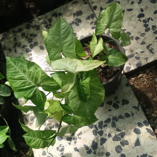 گیاه سینگونیوم بهترین گیاه برای نگهداری در خانه